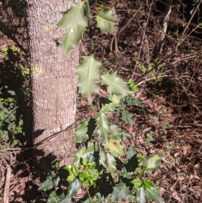 Ilex aquifolium (Holly) at Wingecarribee Local Government Area - 24 Feb 2020 by Margot