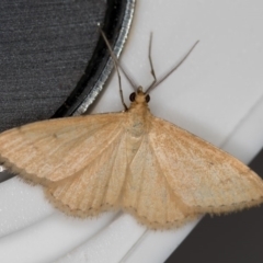 Scopula rubraria (Reddish Wave, Plantain Moth) at Melba, ACT - 13 Feb 2018 by Bron