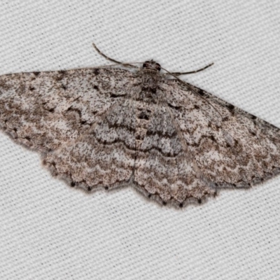 Psilosticha absorpta (Fine-waved Bark Moth) at Namadgi National Park - 14 Mar 2018 by Bron