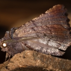 Nisista serrata (Serrated Crest-moth) at Namadgi National Park - 14 Mar 2018 by Bron