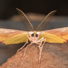 Onycodes traumataria (Small Twisted Moth) at Gigerline Nature Reserve - 14 Mar 2018 by Bron