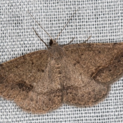 Taxeotis intextata (Looper Moth, Grey Taxeotis) at Cotter River, ACT - 14 Mar 2018 by Bron