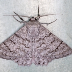 Crypsiphona ocultaria (Red-lined Looper Moth) at Melba, ACT - 17 Mar 2018 by Bron