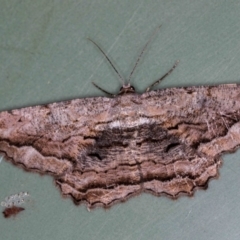 Scioglyptis lyciaria (White-patch Bark Moth) at Melba, ACT - 17 Mar 2018 by Bron