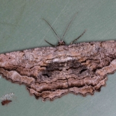Scioglyptis lyciaria (White-patch Bark Moth) at Melba, ACT - 16 Mar 2018 by Bron