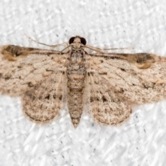 Chloroclystis insigillata (Chloroclystis insigillata) at Melba, ACT - 18 Mar 2018 by Bron