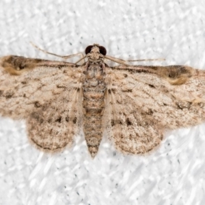 Chloroclystis insigillata at Melba, ACT - 18 Mar 2018 10:36 PM