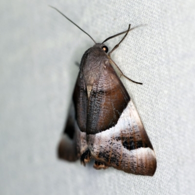 Niceteria macrocosma (Showy Geometrid) at Cotter River, ACT - 7 Feb 2019 by ibaird