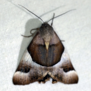 Niceteria macrocosma at Cotter River, ACT - 7 Feb 2019 10:46 PM