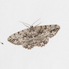 Unplaced externaria (Mahogany Bark Moth) at Melba, ACT - 30 Mar 2018 by Bron