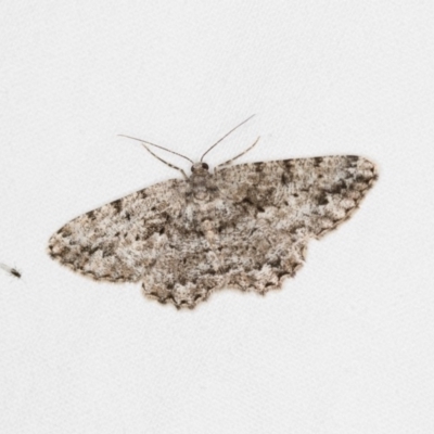 Unplaced externaria (Mahogany Bark Moth) at Melba, ACT - 30 Mar 2018 by Bron