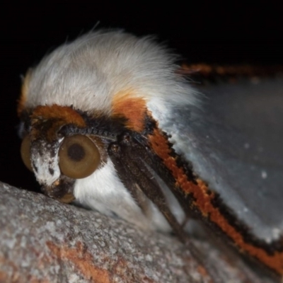 Thalaina clara (Clara's Satin Moth) at Melba, ACT - 1 Apr 2018 by Bron