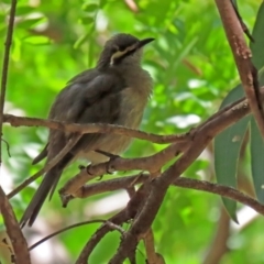 Caligavis chrysops (Yellow-faced Honeyeater) at Molonglo Valley, ACT - 26 Feb 2020 by RodDeb