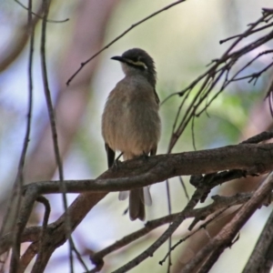 Caligavis chrysops at Molonglo Valley, ACT - 26 Feb 2020