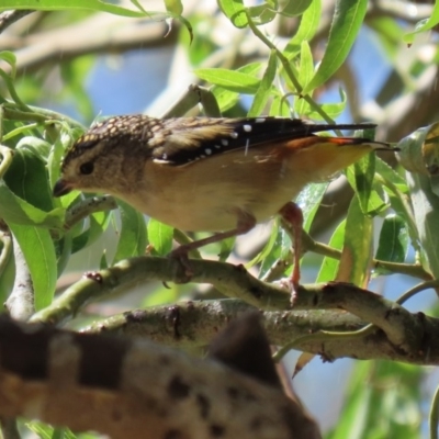 Pardalotus punctatus (Spotted Pardalote) at Molonglo Valley, ACT - 26 Feb 2020 by RodDeb