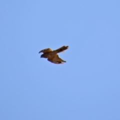 Accipiter cirrocephalus (Collared Sparrowhawk) at Molonglo Valley, ACT - 26 Feb 2020 by RodDeb