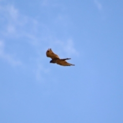 Accipiter cirrocephalus at Molonglo Valley, ACT - 26 Feb 2020