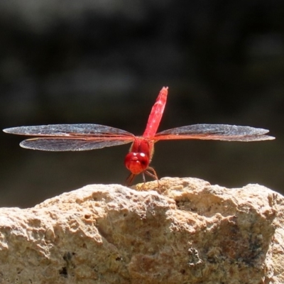 Diplacodes haematodes (Scarlet Percher) at Molonglo Valley, ACT - 26 Feb 2020 by RodDeb