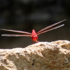 Diplacodes haematodes at Molonglo Valley, ACT - 26 Feb 2020