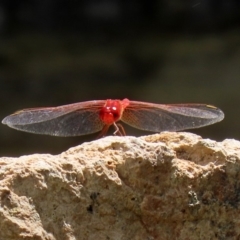 Diplacodes haematodes at Molonglo Valley, ACT - 26 Feb 2020