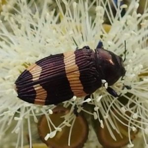 Castiarina vicina at Acton, ACT - 26 Feb 2020