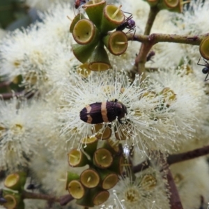 Castiarina vicina at Acton, ACT - 26 Feb 2020