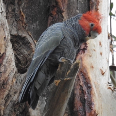 Callocephalon fimbriatum (Gang-gang Cockatoo) at ANBG - 25 Feb 2020 by HelenCross