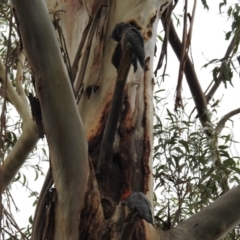 Callocephalon fimbriatum at Acton, ACT - 26 Feb 2020