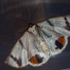 Thalaina clara (Clara's Satin Moth) at Melba, ACT - 3 Apr 2018 by Bron