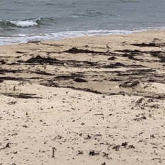 Anarhynchus ruficapillus (Red-capped Plover) at Cunjurong Point, NSW - 27 Feb 2020 by Tanya