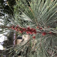 Casuarina/Allocasuarina sp. (Casuarina) at Cunjurong Point, NSW - 27 Feb 2020 by Tanya