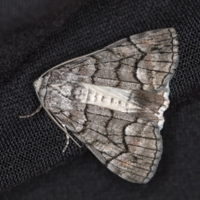 Stibaroma undescribed species (A Line-moth) at Melba, ACT - 13 Apr 2018 by Bron