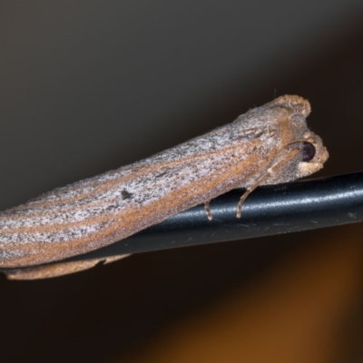 Paralaea porphyrinaria (Chestnut Vein Crest Moth) at Melba, ACT - 13 Apr 2018 by Bron