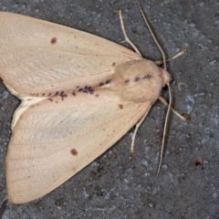 Plesanemma fucata (Lemon Gum Moth) at Melba, ACT - 13 Apr 2018 by Bron