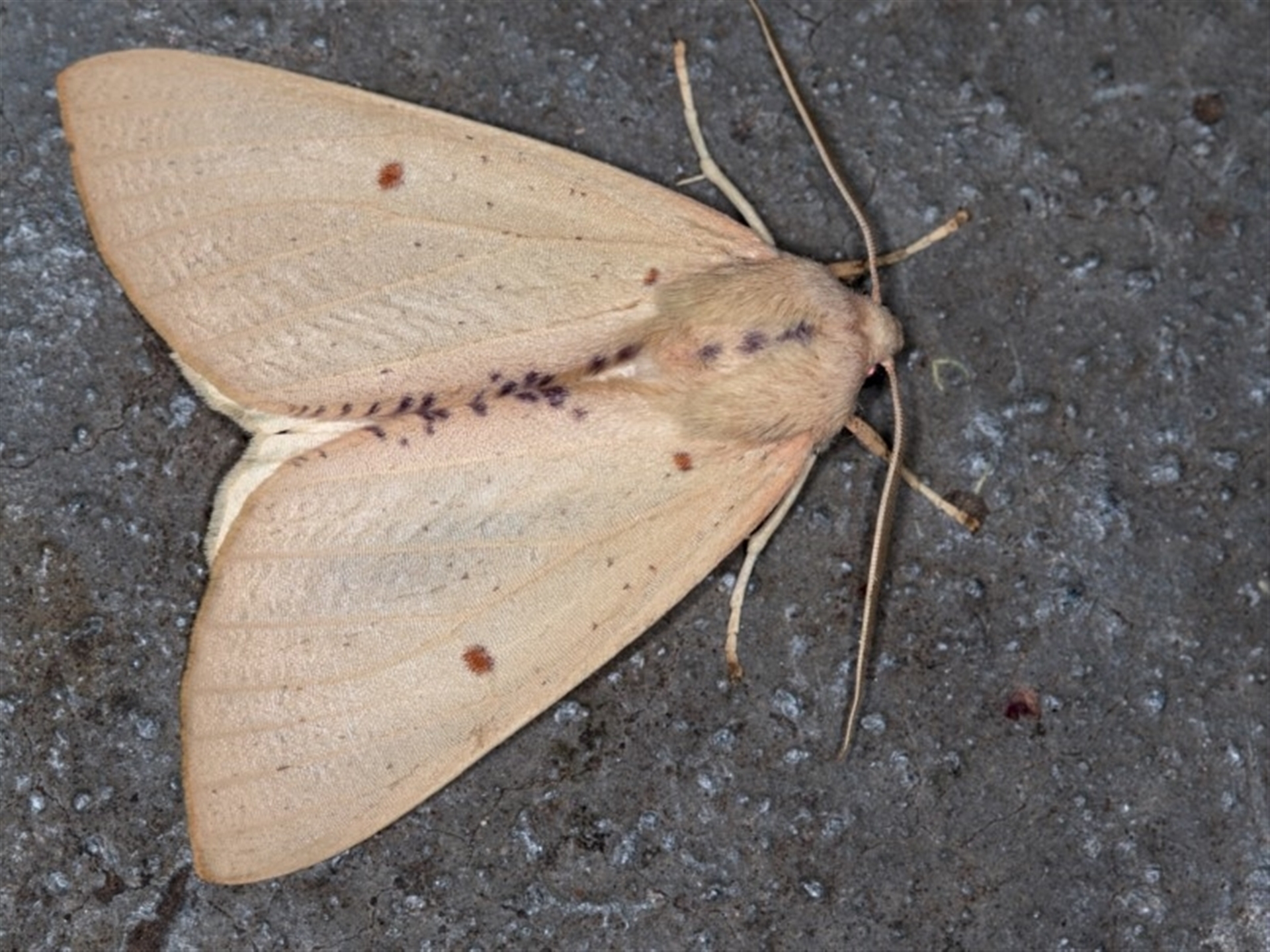 Plesanemma fucata at Melba, ACT - 13 Apr 2018 01:50 AM