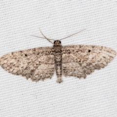 Psilosticha pristis (Little Brown Bark Moth) at Hackett, ACT - 17 Apr 2018 by Bron