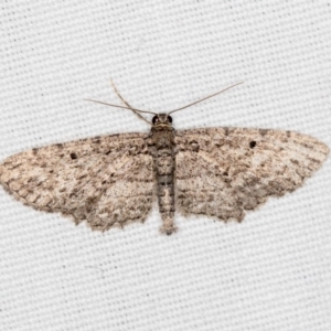 Psilosticha pristis at Hackett, ACT - 17 Apr 2018