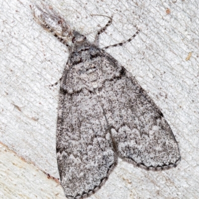 Smyriodes undescribed species nr aplectaria at Black Mountain - 17 Apr 2018 by Bron