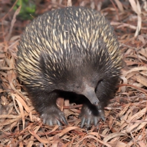 Tachyglossus aculeatus at Hackett, ACT - 25 Feb 2020