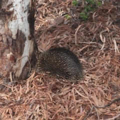 Tachyglossus aculeatus at Hackett, ACT - 25 Feb 2020