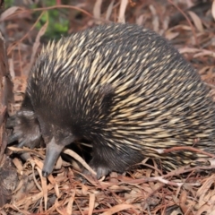 Tachyglossus aculeatus at Hackett, ACT - 25 Feb 2020