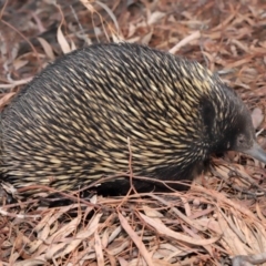 Tachyglossus aculeatus at Hackett, ACT - 25 Feb 2020