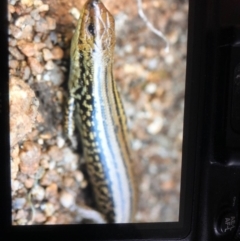 Eulamprus kosciuskoi (Alpine Water Skink) at Kosciuszko National Park, NSW - 23 Feb 2020 by BrianHerps