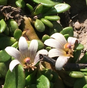 Goodenia radicans at Wollogorang, NSW - 27 Feb 2020