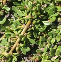 Selliera radicans at Wollogorang, NSW - 27 Feb 2020