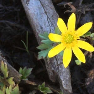 Ranunculus amphitrichus at Wollogorang, NSW - 27 Feb 2020