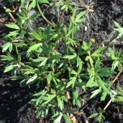 Ranunculus amphitrichus at Wollogorang, NSW - 27 Feb 2020