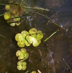 Marsilea mutica (Nardoo) at FMF320: JR Hope Park - 26 Feb 2020 by JaneR