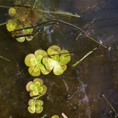 Marsilea mutica (Nardoo) at Watson, ACT - 26 Feb 2020 by JaneR