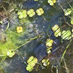 Marsilea mutica at Watson, ACT - 27 Feb 2020